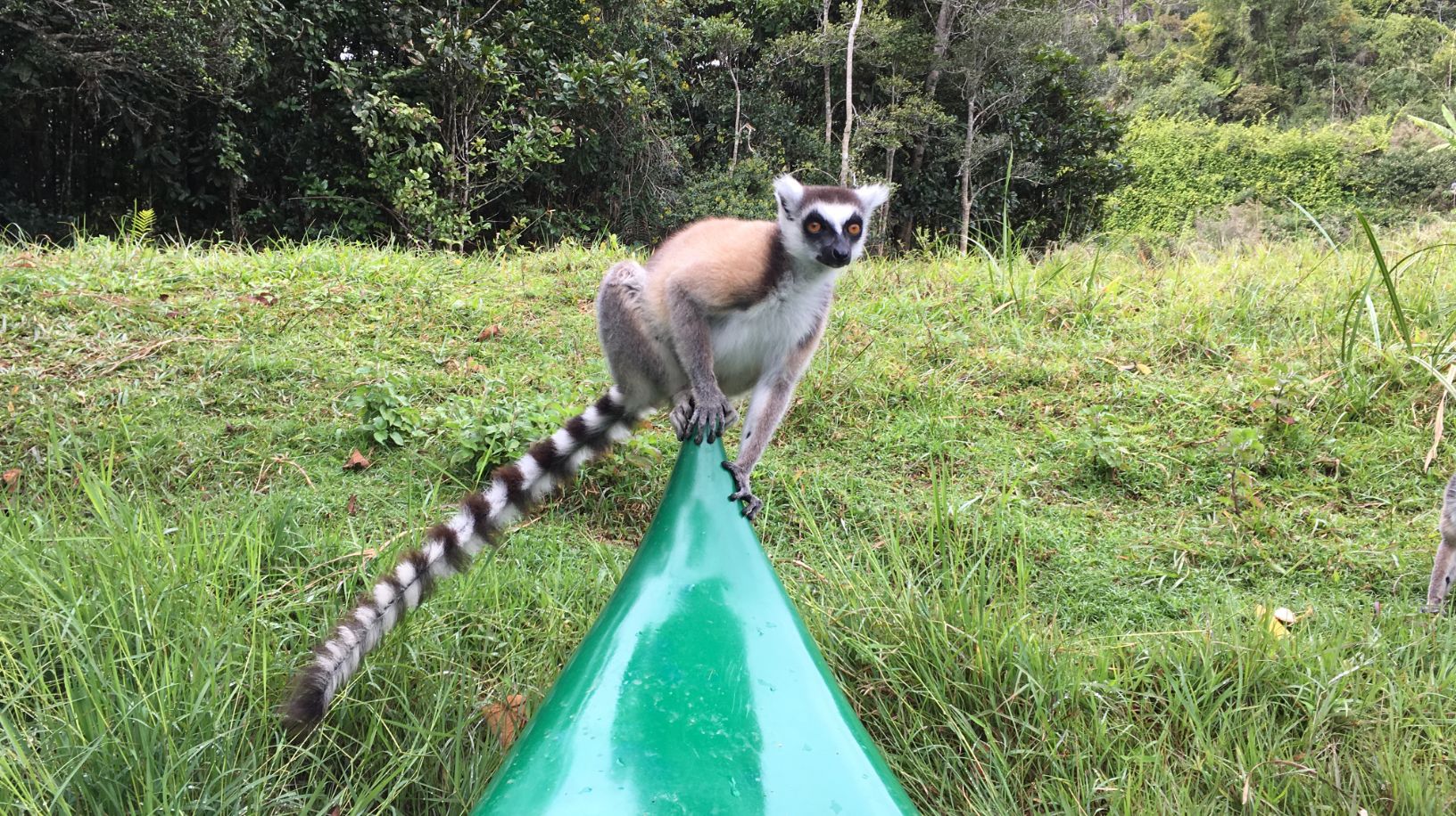 This cute little ringtail lemur jumped on our kayak.